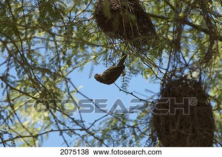 Finch By Nest, Arboretum D'antsokay, Toliara Province, Madagascar View Large Photo Image Stock Photo - Finch By Nest, Arboretum D'antsokay, Toliara Province, Madagascar. Fotosearch