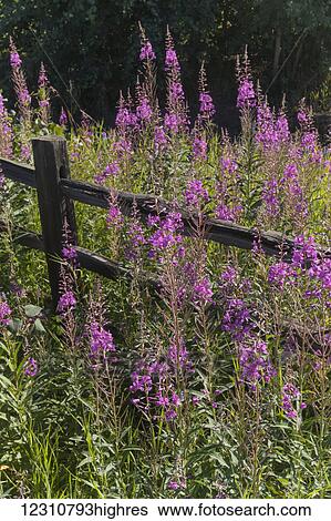 Fireweed (Chamerion angustifolium) and split rail fence, South-central Alaska in summertime; Alaska, United States of America View Large Photo Image Stock Photograph - Fireweed (Chamerion angustifolium) and split rail fence, South-central Alaska in summertime; Alaska, United States of America. Fotosearch