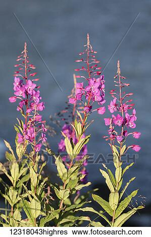 Stock Photograph - Fireweed (Chamerion angustifolium) blooms well at Allison Point outside Valdez; Alaska, United States of America. Fotosearch