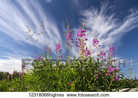 Fireweed (Chamerion angustifolium) grows in Creamer's Field Refuge along split rail fences and in fields were the migrating birds often feed; Fairbanks, Alaska, United States of America View Large Photo Image Stock Photograph - Fireweed (Chamerion angustifolium) grows in Creamer's Field Refuge along split rail fences and in fields were the migrating birds often feed; Fairbanks, Alaska, United States of America. Fotosearch