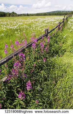 Stock Photograph - Fireweed (Chamerion angustifolium) grows in Creamer's Field Refuge along split rail fences and in fields were the migrating birds often feed; Fairbanks, Alaska, United States of America. Fotosearch