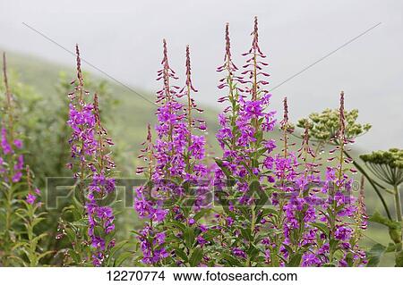 Picture - Fireweed covered in raindrops in the Talkeetna mountains, Hatchers pass, Southcentral Alaska, Summer. Fotosearch