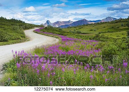 Picture - Fireweed line the park road at Sable Pass in Denali National Park, Interior Alaska, Summer. Fotosearch