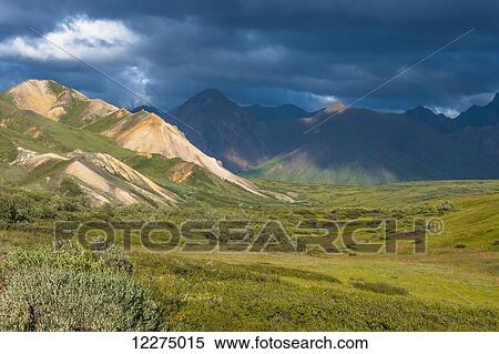 Fireweed line the Park Road at Sable Pass in Denali National Park while Dark clouds build over the Alaska Range in the background, Interior Alaska View Large Photo Image Stock Photography - Fireweed line the Park Road at Sable Pass in Denali National Park while Dark clouds build over the Alaska Range in the background, Interior Alaska. Fotosearch
