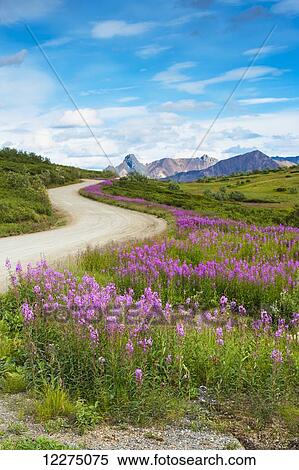 Stock Photography - Fireweed line the park road at Sable Pass in Denali National Park, Interior Alaska, Summer. Fotosearch