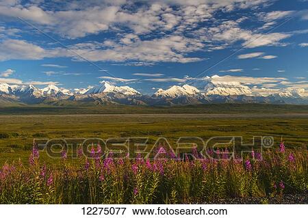 Stock Photo - Fireweed line the Park Road on the way to Wonder Lake in Denali National Park with Mt. McKinley and the Alaska Range in the background, Interior Alaska. Fotosearch