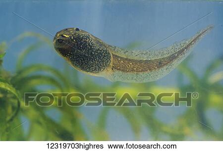 Lips Against The Glass.Fish With Lips Against The Glass South Shields Tyne And Wear England Stock Photograph 12319703highres Fotosearch