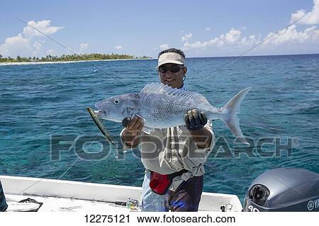 Stock Image - Fisherman holding green jobfish (Aprion virescens); Tahiti. Fotosearch