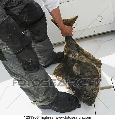Fisherman holds a halibut by the tail on a fishing boat; Queen Charlotte Islands, British Columbia, Canada View Large Photo Image Stock Photograph - Fisherman holds a halibut by the tail on a fishing boat; Queen Charlotte Islands, British Columbia, Canada. Fotosearch