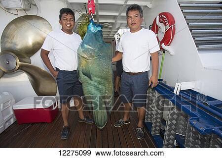 Fishermen below deck with a Napoleon Wrasse (Cheilinus undulatus); Tahiti View Large Photo Image Stock Photo - Fishermen below deck with a Napoleon Wrasse (Cheilinus undulatus); Tahiti. Fotosearch