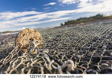 Stock Photo - Fishing nets with sponge floats on the banks of the Noatak River, Noatak, Arctic Alaska, Summer, USA. Fotosearch