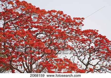 Flamboyant Tree, Nalanda, Bihar, India View Large Photo Image Stock Photo - Flamboyant Tree, Nalanda, Bihar, India. Fotosearch