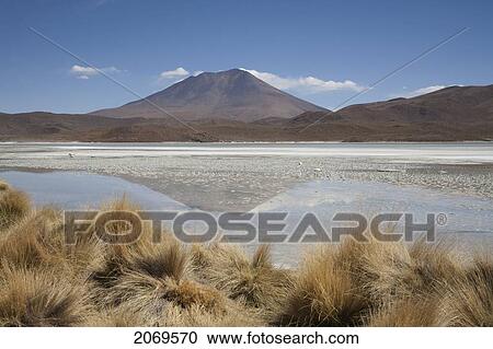 Stock Image - Flamingos In Laguna Hedionda, Potosi Department, Bolivia. Fotosearch