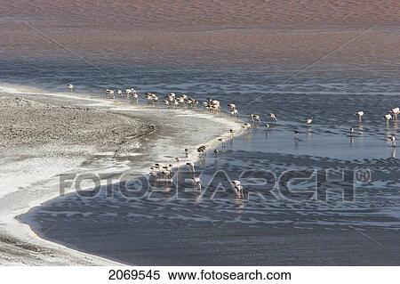 Flamingos On Laguna Colorada, Eduardo Avaroa National Park, Potosi Department, Bolivia View Large Photo Image Stock Photography - Flamingos On Laguna Colorada, Eduardo Avaroa National Park, Potosi Department, Bolivia. Fotosearch