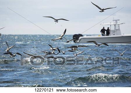 Stock Image - Flock of birds flying over the water and fishermen fishing of a boat; Martha's Vineyard, Massachusetts, United States of America. Fotosearch