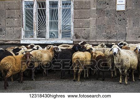 Stock Photograph - Flock of sheep (ovis aries) on a street; Gyumri, Shirak Province, Armenia. Fotosearch