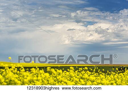 Stock Photograph - Flowering canola field with dark storm clouds and cattle grazing; Nanton, Alberta, Canada. Fotosearch