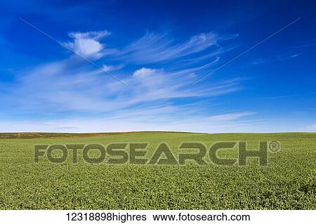 Stock Photograph - Flowering pea field with blue sky and clouds; Mossleigh, Alberta, Canada. Fotosearch