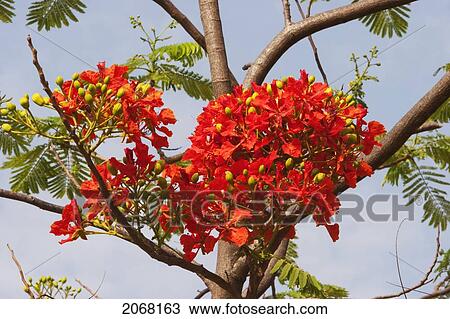 Flowering Tree On Gridhrakuta Hill, Rajgir, Bihar, India View Large Photo Image Stock Image - Flowering Tree On Gridhrakuta Hill, Rajgir, Bihar, India. Fotosearch