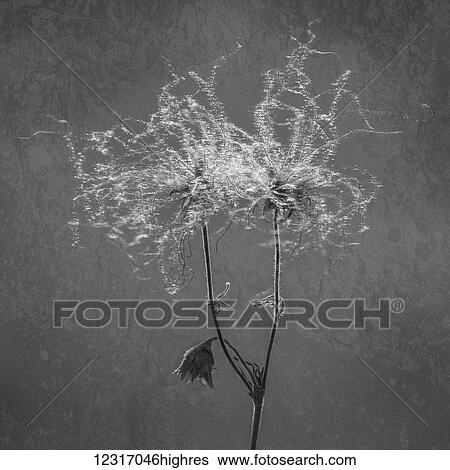 Stock Photograph - Flowers blowing in the wind; Winnipeg, Manitoba, Canada. Fotosearch