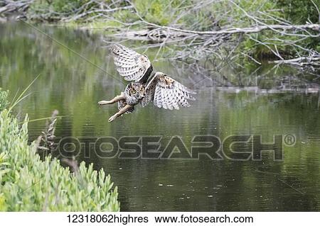 Flying Great Horned Owl (Bubo virginianus) flying and hunting for muskrats in a small pond next to Potter Marsh, South-central Alaska; Anchorage, Alaska, United States of America View Large Photo Image Stock Photograph - Flying Great Horned Owl (Bubo virginianus) flying and hunting for muskrats in a small pond next to Potter Marsh, South-central Alaska; Anchorage, Alaska, United States of America. Fotosearch