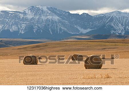 Stock Photograph - Foothills in Alberta with golden fields and hay bales and Canadian Rocky mountains in the distance; Alberta, Canada. Fotosearch