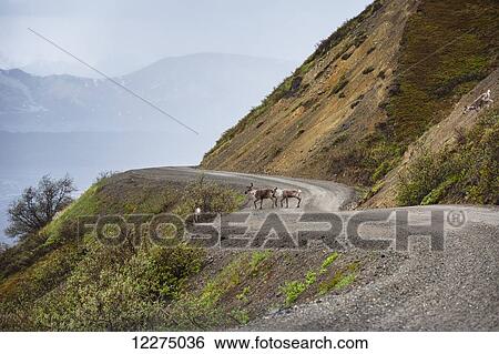Stock Photograph - Four caribou along the park road in Denali National Park, Interior Alaska, Summer. Fotosearch