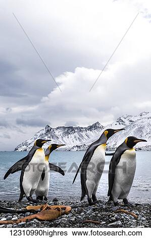 Four King penguins (Aptenodytes patagonicus) on a beach walking in a row; South Georgia, South Georgia, South Georgia and the South Sandwich Islands, United Kingdom View Large Photo Image Stock Photograph - Four King penguins (Aptenodytes patagonicus) on a beach walking in a row; South Georgia, South Georgia, South Georgia and the South Sandwich Islands, United Kingdom. Fotosearch