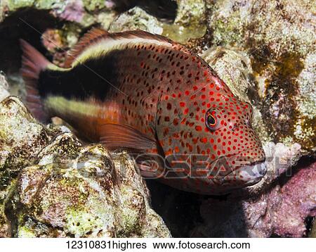 Freckled Hawkfish (Paracirrhites forsteri) resting on algae-covered dead coral (a result of coral bleaching) that was photographed while scuba diving the Kona coast; Kona, Island of Hawaii, Hawaii, United States of America View Large Photo Image Stock Photograph - Freckled Hawkfish (Paracirrhites forsteri) resting on algae-covered dead coral (a result of coral bleaching) that was photographed while scuba diving the Kona coast; Kona, Island of Hawaii, Hawaii, United States of America. Fotosearch