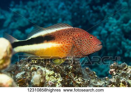 Stock Photograph - Freckled Hawkfish (Paracirrhites forsteri) resting on algae-covered dead coral was photographed while scuba diving the Kona coast; Kona, Island of Hawaii, Hawaii, United States of America. Fotosearch