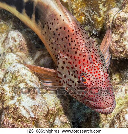 Stock Photograph - Freckled Hawkfish (Paracirrhites forsteri) resting on algae-covered dead coral (that has been scraped by the feeding action of a parrotfish) photographed while scuba diving the Kona coast; Kona, Island of Hawaii, Hawaii, United States of America. Fotosearch