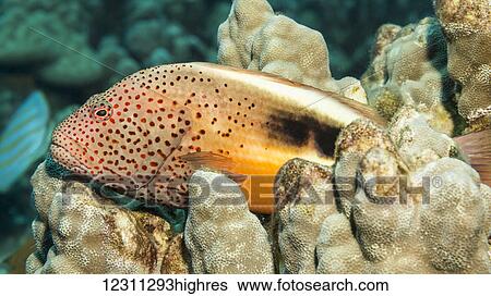 Stock Photograph - Freckled Hawkfish (Paracirrhites forsteri) resting on mound coral (Porites lutea) photographed while scuba diving the Kona coast; Kona, Island of Hawaii, Hawaii, United States of America. Fotosearch