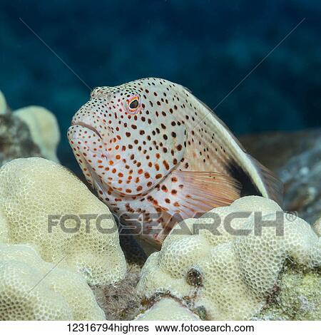 Stock Photograph - Freckled Hawkfish (Paracirrhites forsteri) resting on lobe coral (Porites lobata) photographed while scuba diving the Kona coast; Kona, Island of Hawaii, Hawaii, United States of America. Fotosearch