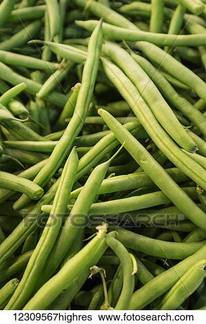 Stock Photograph - Fresh green beans; Lancaster, Pennsylvania, United States of America. Fotosearch