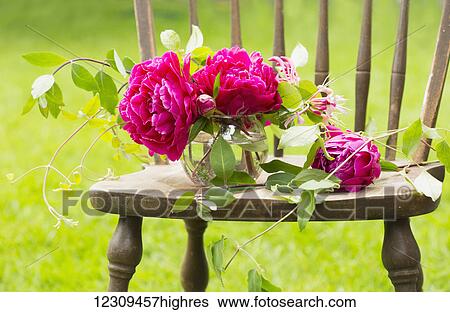 Stock Photograph - Fresh pink peonies picked and lying on a wooden chair; New Westminster, British Columbia, Canada. Fotosearch
