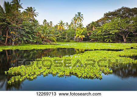 Fresh water lake with Water Hyacinth plants behind the beach in a peacful setting, Punaluu Black Sand Beach; Island of Hawaii, Hawaii, United States of America View Large Photo Image Stock Image - Fresh water lake with Water Hyacinth plants behind the beach in a peacful setting, Punaluu Black Sand Beach; Island of Hawaii, Hawaii, United States of America. Fotosearch