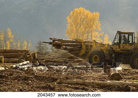 Stock Photo - Front End Loader Moving Logs At Logging Operation Wood Lot At Cedar Mill In British Columbia Outside Of Kamloops.. Fotosearch