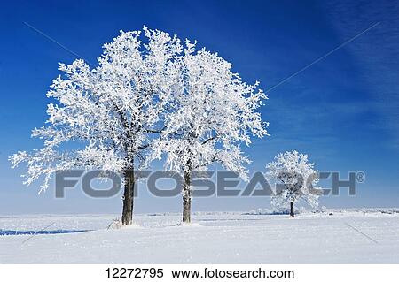 Frost-covered oak trees near Beausejour; Manitoba, Canada View Large Photo Image Stock Photography - Frost-covered oak trees near Beausejour; Manitoba, Canada. Fotosearch