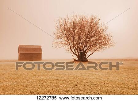 Stock Photography - Frost-covered tree and old barn at sunrise near Oakbank; Manitoba, Canada. Fotosearch