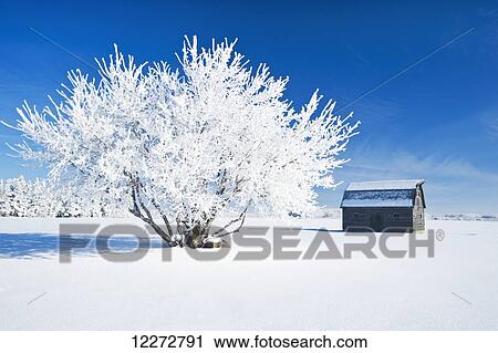 Frost-covered tree and old barn near Cooks Creek; Manitoba, Canada View Large Photo Image Stock Image - Frost-covered tree and old barn near Cooks Creek; Manitoba, Canada. Fotosearch