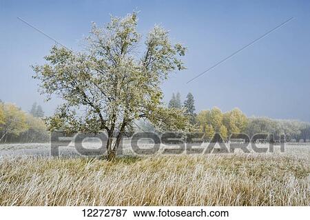 Frost-covered tree in Birds Hill Provincial Park; Manitoba, Canada View Large Photo Image Stock Photo - Frost-covered tree in Birds Hill Provincial Park; Manitoba, Canada. Fotosearch