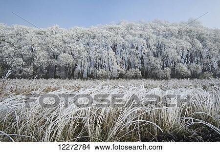 Frost-covered trees in farmland shelterbelt near Oakbank; Manitoba, Canada View Large Photo Image Picture - Frost-covered trees in farmland shelterbelt near Oakbank; Manitoba, Canada. Fotosearch