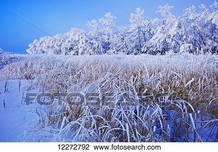 Frost-covered trees near Beausejour; Manitoba, Canada View Large Photo Image Stock Image - Frost-covered trees near Beausejour; Manitoba, Canada. Fotosearch