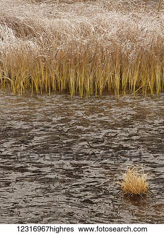 Frosty grass with ice along a pond; Thunder Bay, Ontario, Canada View Large Photo Image Stock Photograph - Frosty grass with ice along a pond; Thunder Bay, Ontario, Canada. Fotosearch