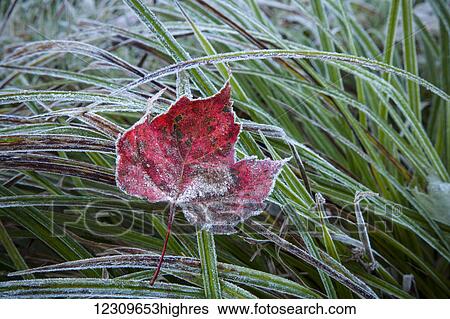 Stock Photograph - Frosty leaf in autumn; Waterbury, Vermont, United States of America. Fotosearch