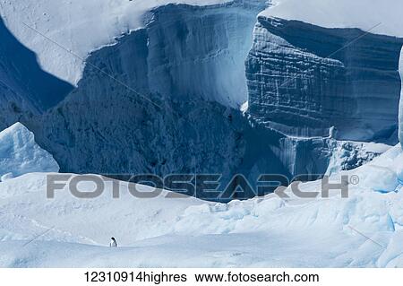 Frozen ice cliffs with one lone penguin; Antarctica View Large Photo Image Stock Photograph - Frozen ice cliffs with one lone penguin; Antarctica. Fotosearch