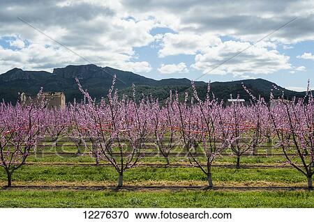 Fruit trees in full bloom; Tarragona, Benissanet, Spain View Large Photo Image Stock Image - Fruit trees in full bloom; Tarragona, Benissanet, Spain. Fotosearch