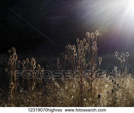 Stock Photograph - Fuller's Teasel (Dipsacus fullonum) grows in Eastern Oregon; Frenchglen, Oregon, United States of America. Fotosearch
