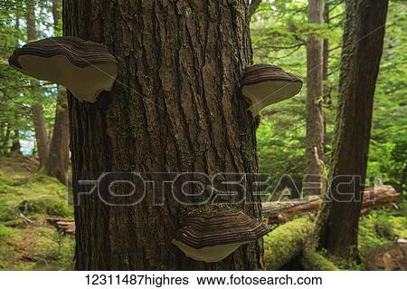 Fungus grows on the dead trees in the lush rainforest environment; Haida Gwaii, British Columbia, Canada View Large Photo Image Stock Photograph - Fungus grows on the dead trees in the lush rainforest environment; Haida Gwaii, British Columbia, Canada. Fotosearch