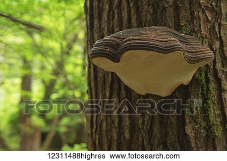 Fungus grows on the dead trees in the lush rainforest environment; Haida Gwaii, British View Large Photo Image Stock Photograph - Fungus grows on the dead trees in the lush rainforest environment; Haida Gwaii, British. Fotosearch